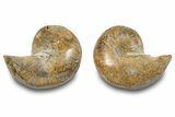 Jurassic Cut & Polished Nautilus (Cymatoceras) Fossil -Madagascar #283119-1